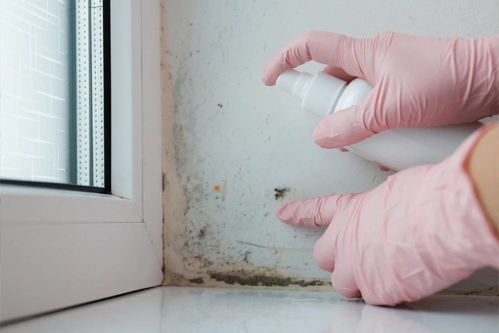 Dealing with Mould and Mildew in Your Home: Prevention and Removal